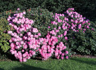 Rhodo-Blüte April-Juni