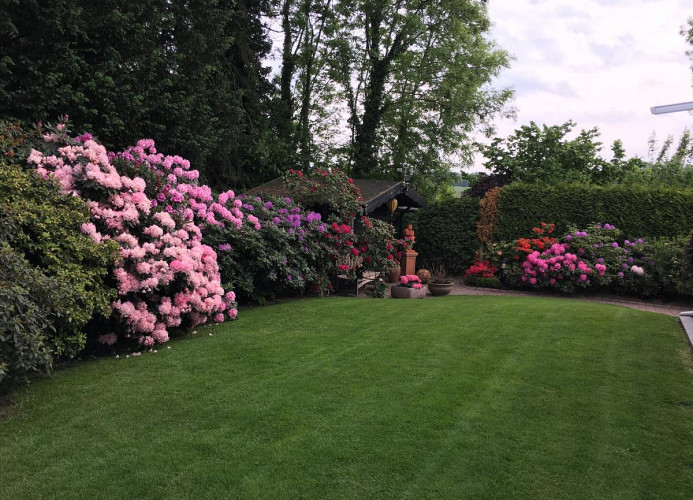 Rhodo-Blüte April-Juni