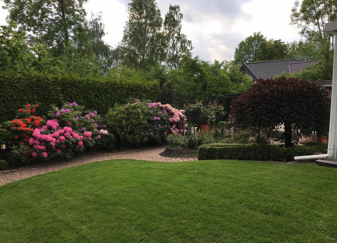 Rhodo-Blüte April-Juni