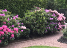 Rhodo-Blüte April-Juni