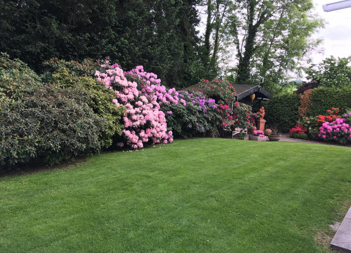 Rhodo-Blüte April-Juni